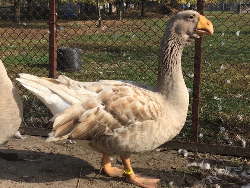 0DE42ADB-8234-4CFB-B2AF-A35543BCDEAA - Tula 2016-17