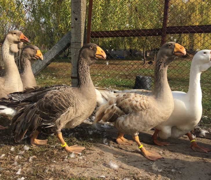 3E34D51B-0F53-4A28-8970-C32307D37088 - Tula 2016-17