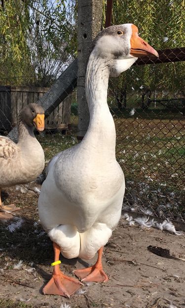 EC873B0E-FEDA-4D79-9E8F-83D70E660B79 - Cholmogory 2015-16-17-18