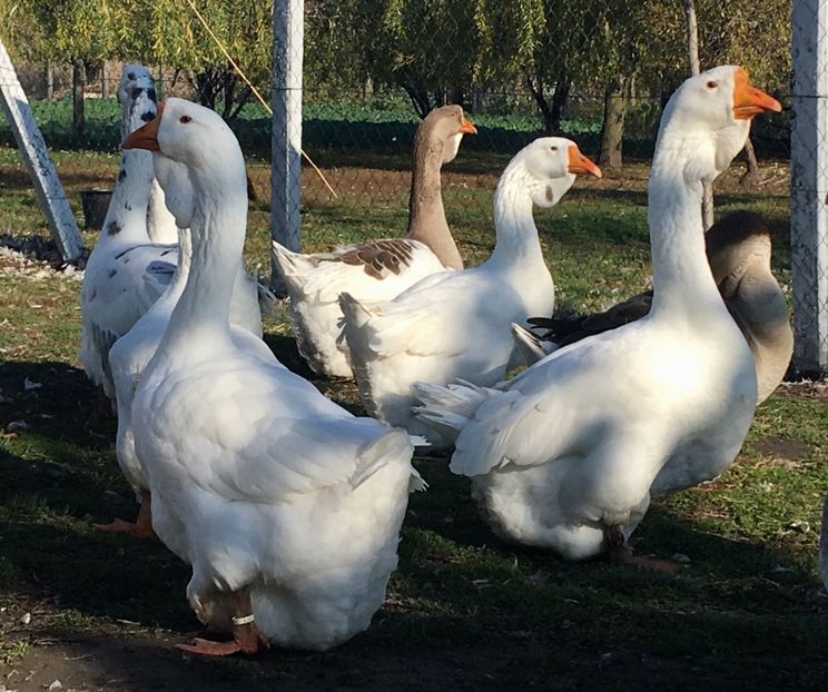 AF41E7A2-89AE-4F3A-8FE4-48D8F1DEF894 - Cholmogory 2015-16-17-18