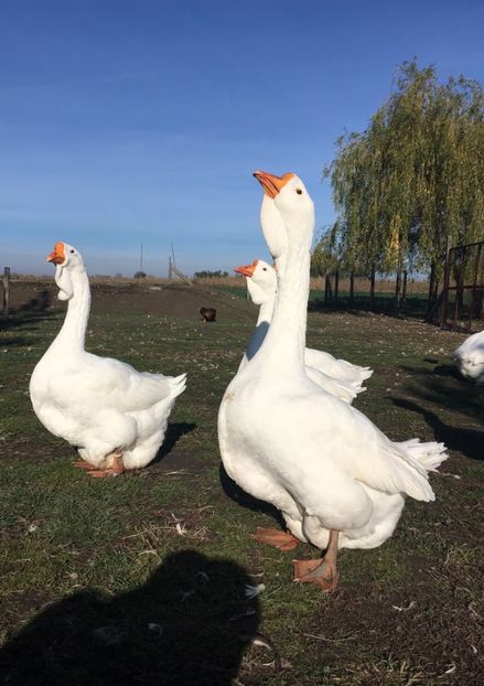 A92637A6-252B-4BAD-9365-E16875D35193 - Cholmogory 2015-16-17-18