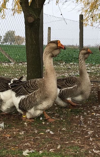 BB68D6A8-9994-415D-8F1C-305314F90639 - Cholmogory 2015-16-17-18