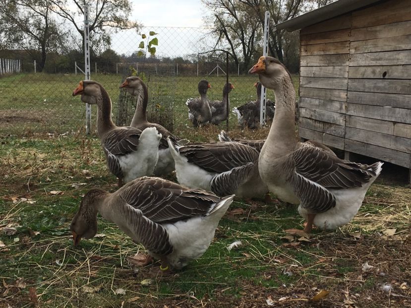 897A49D5-157F-48E8-B86F-82AD05722478 - Cholmogory 2015-16-17-18