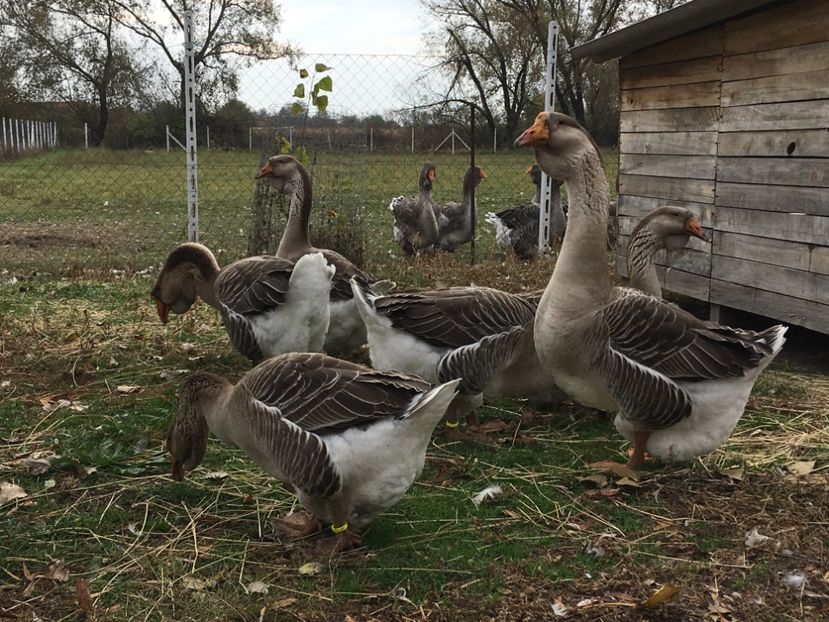 7319EBE2-3603-4EB7-924C-A30411943D30 - Cholmogory 2015-16-17-18