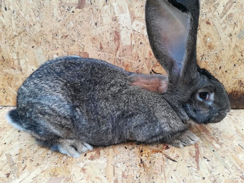 F  8,5 luni - UG Femela 3