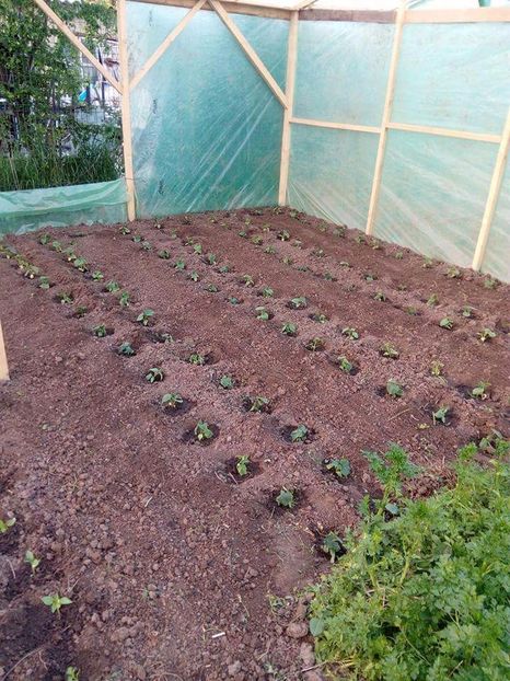  - Solarele soțului 2017