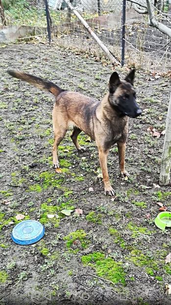 Hera nascuta pe 1-10-2015 - CIOBANESC BELGIAN MALINOIS AMINTIRI