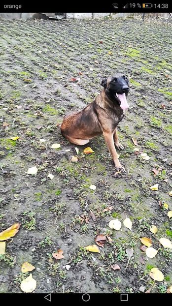  - CIOBANESC BELGIAN MALINOIS AMINTIRI