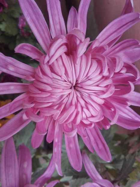 crizantema roz - flori de grădină