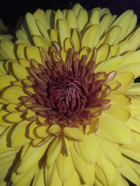 3 - flori de grădină