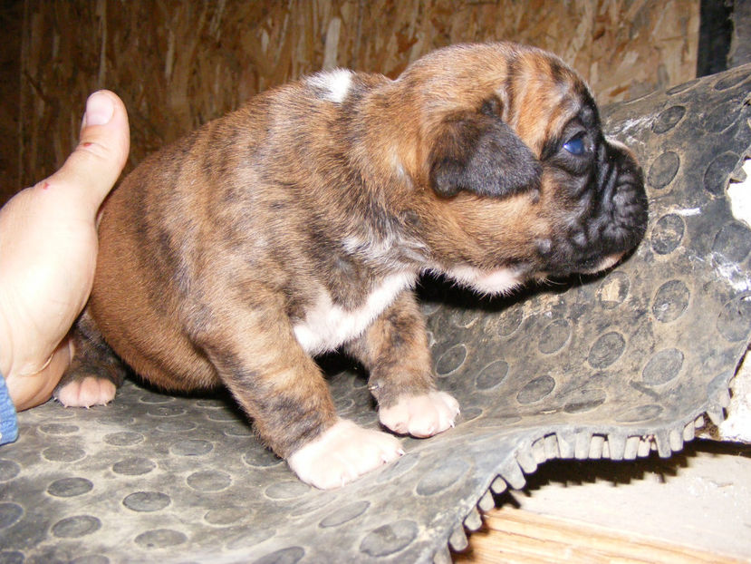 Femelute tigrata,la 18 zile - CATEI 2017 SERIA A DOUA