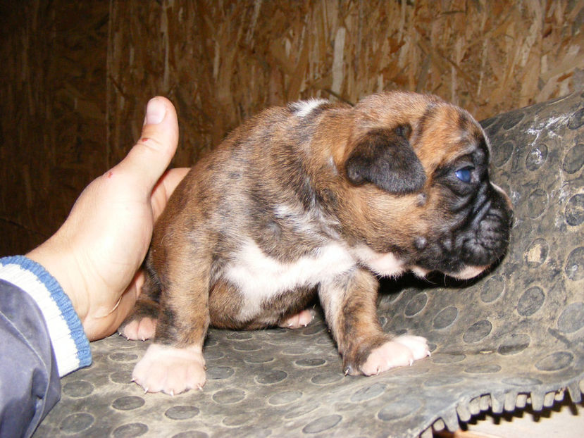 aceeas - CATEI 2017 SERIA A DOUA