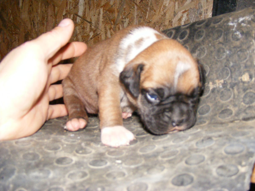 femeluta galbena la 18 zile - CATEI 2017 SERIA A DOUA