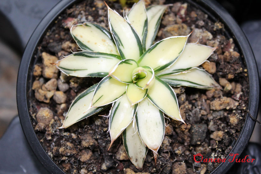 Agave Schidigera Mediopicta Alba - Agave Filifera