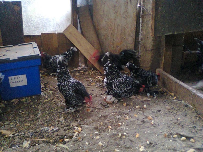 Fotografie2874 - fam 2017-2018