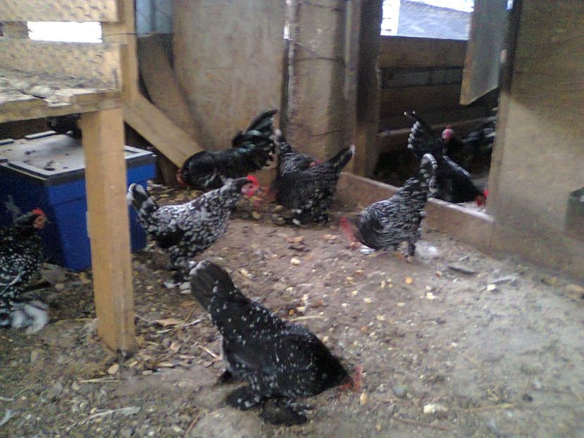 Fotografie2875 - fam 2017-2018