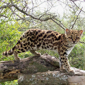 Margay - Animale in lume