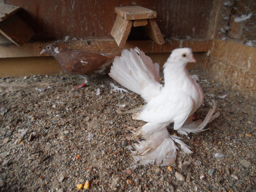  - SIBERIENI 2017 DE VANZARE