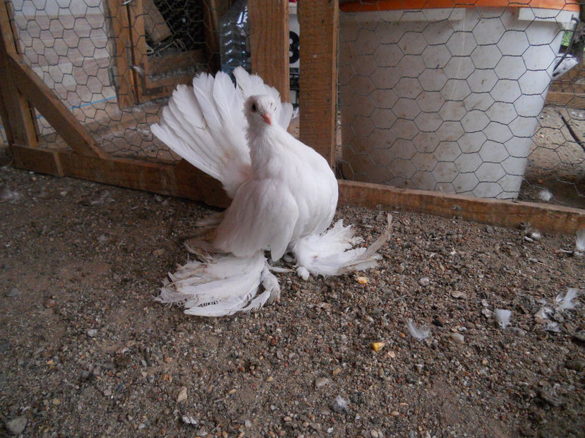  - SIBERIENI 2017 DE VANZARE