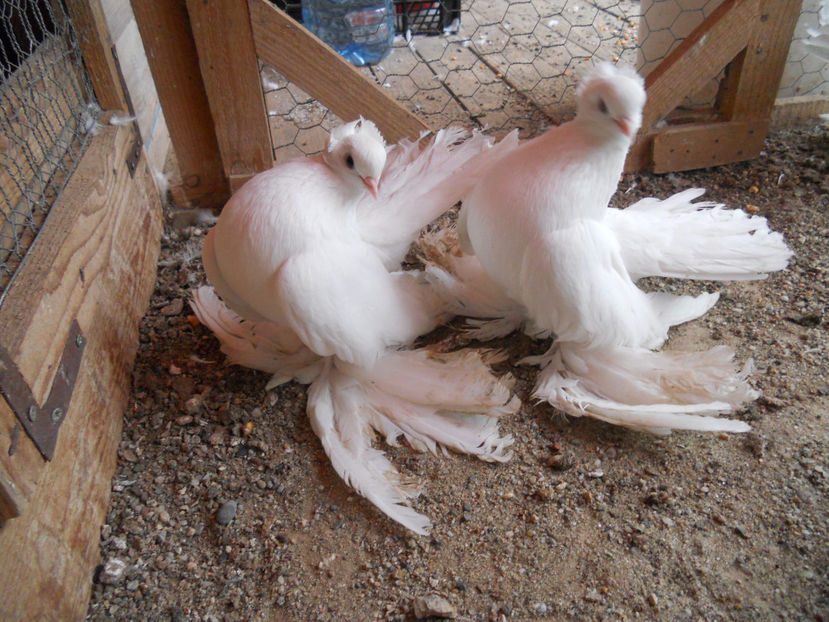  - SIBERIENI 2017 DE VANZARE