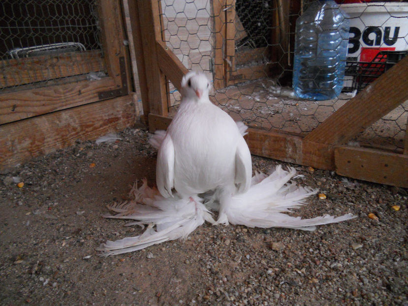  - SIBERIENI 2017 DE VANZARE