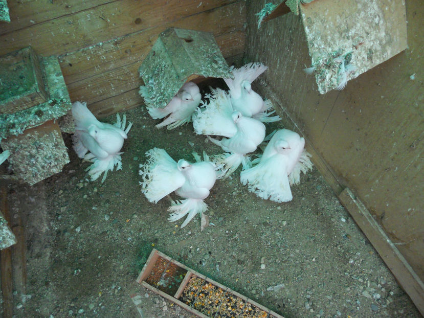  - SIBERIENI 2017 DE VANZARE