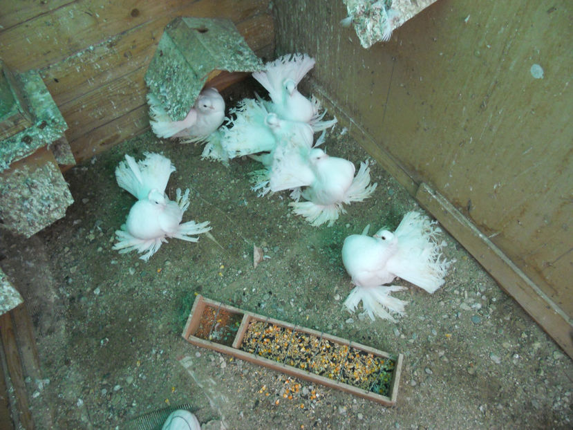  - SIBERIENI 2017 DE VANZARE