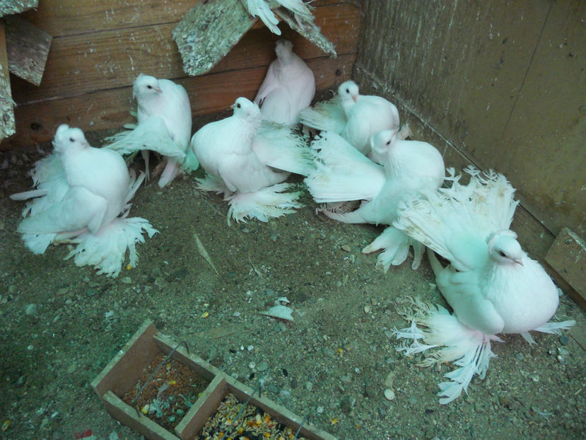  - SIBERIENI 2017 DE VANZARE