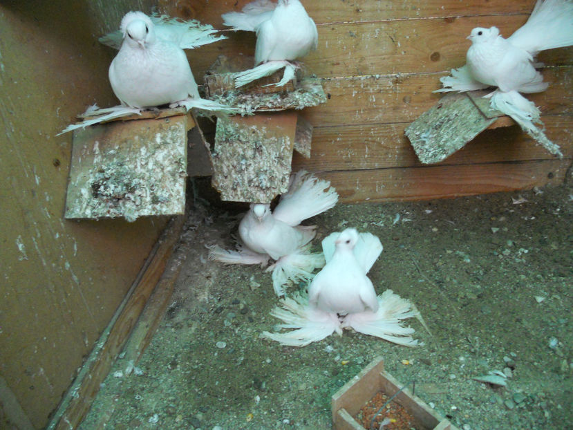  - SIBERIENI 2017 DE VANZARE