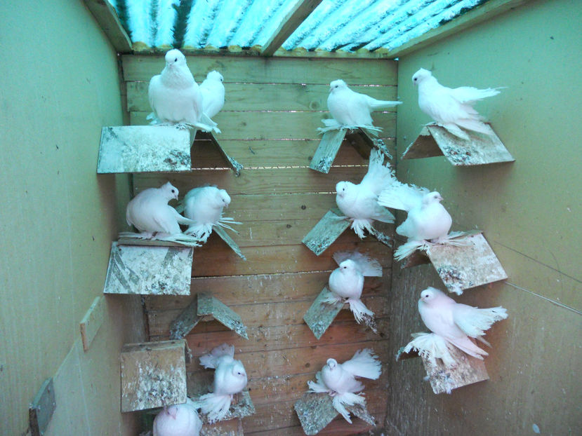  - SIBERIENI 2017 DE VANZARE