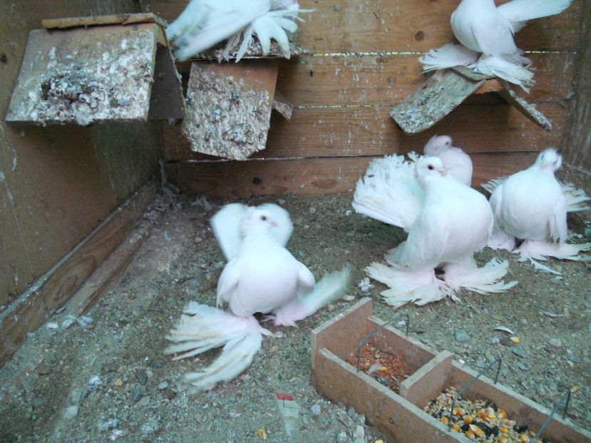  - SIBERIENI 2017 DE VANZARE