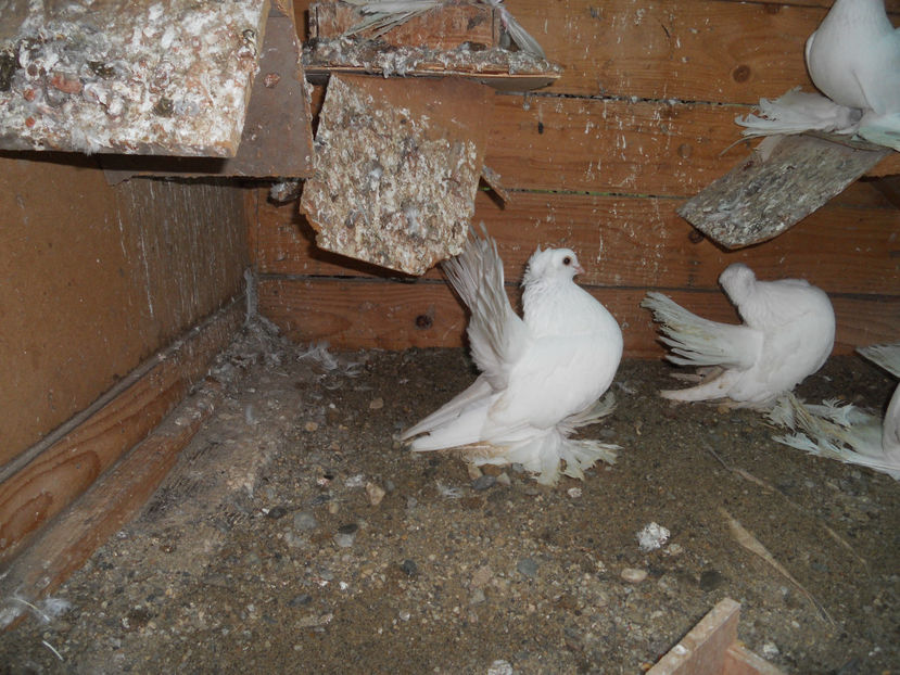  - SIBERIENI 2017 DE VANZARE