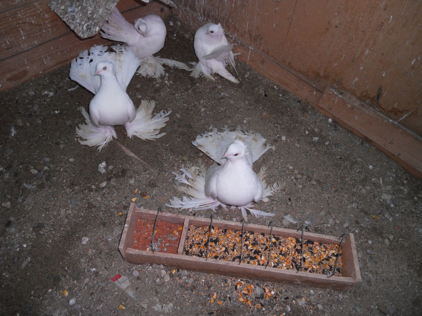  - SIBERIENI 2017 DE VANZARE