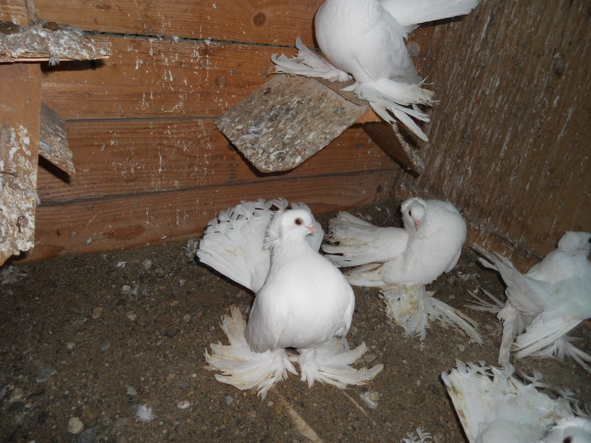  - SIBERIENI 2017 DE VANZARE