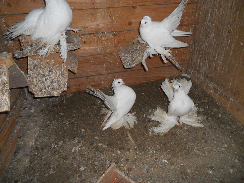  - SIBERIENI 2017 DE VANZARE