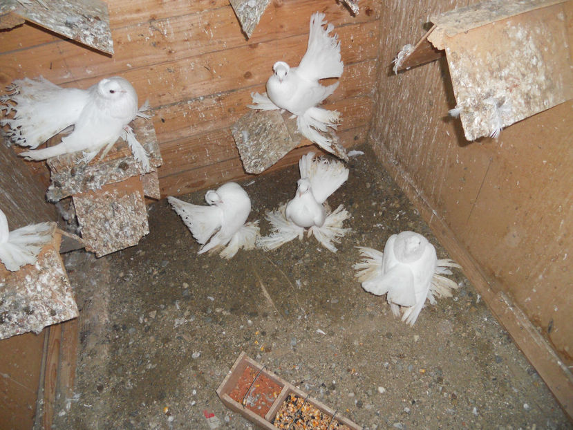  - SIBERIENI 2017 DE VANZARE