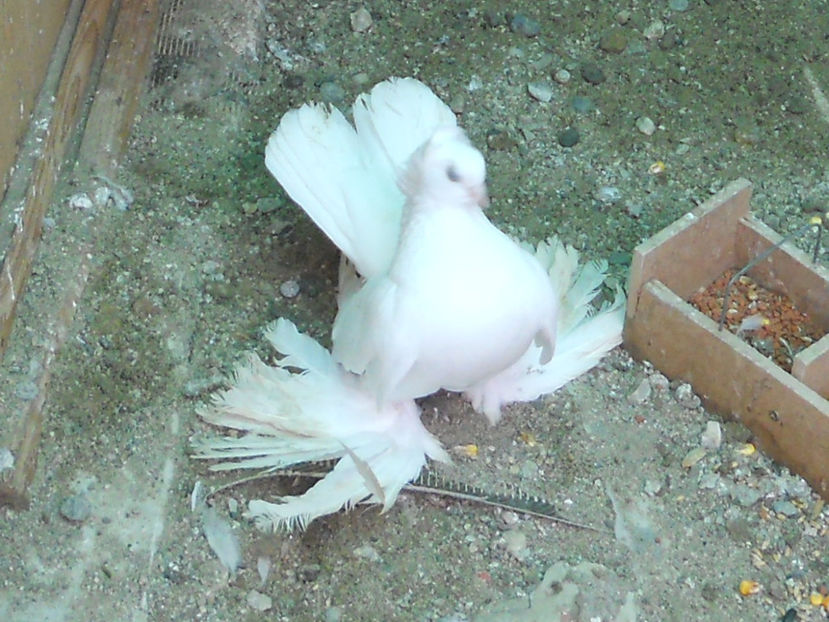 RSCN3521 - SIBERIENI 2017 DE VANZARE