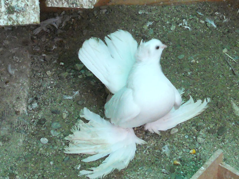 RSCN3552 - SIBERIENI 2017 DE VANZARE