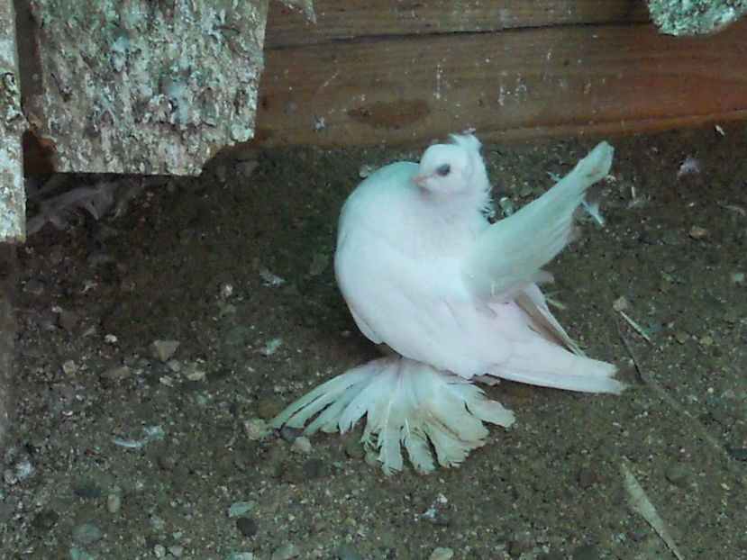 RSCN3554 - SIBERIENI 2017 DE VANZARE