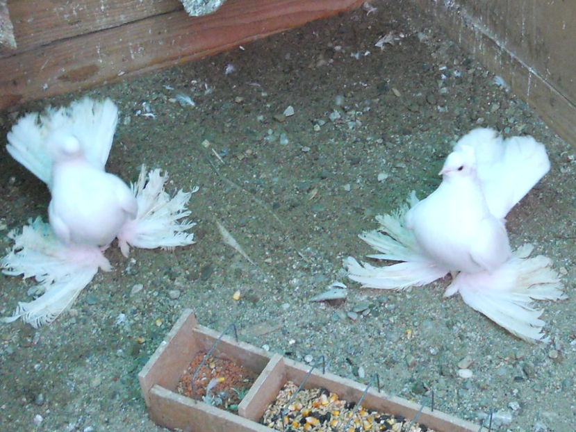 RSCN3556 - SIBERIENI 2017 DE VANZARE