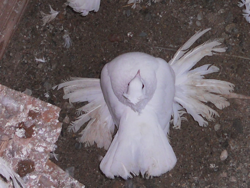 RSCN3563 - SIBERIENI 2017 DE VANZARE