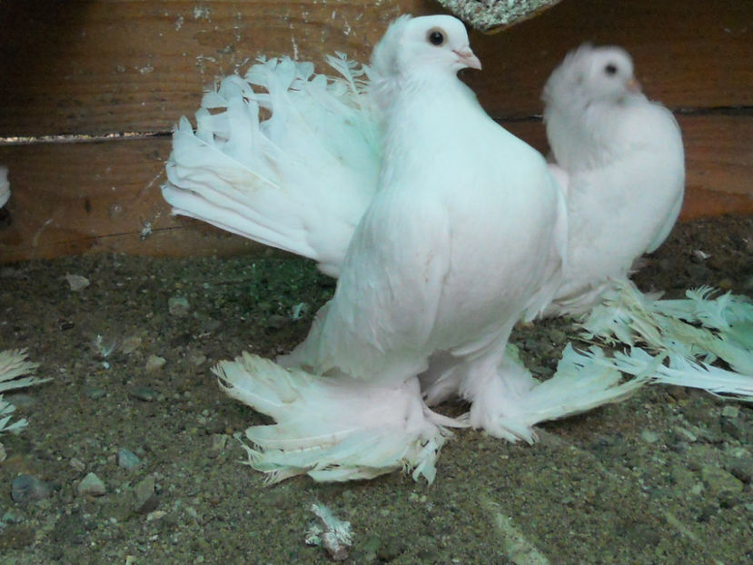 RSCN3565 - SIBERIENI 2017 DE VANZARE