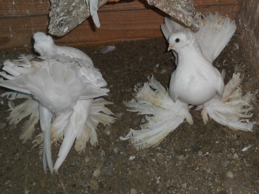 RSCN3579 - SIBERIENI 2017 DE VANZARE