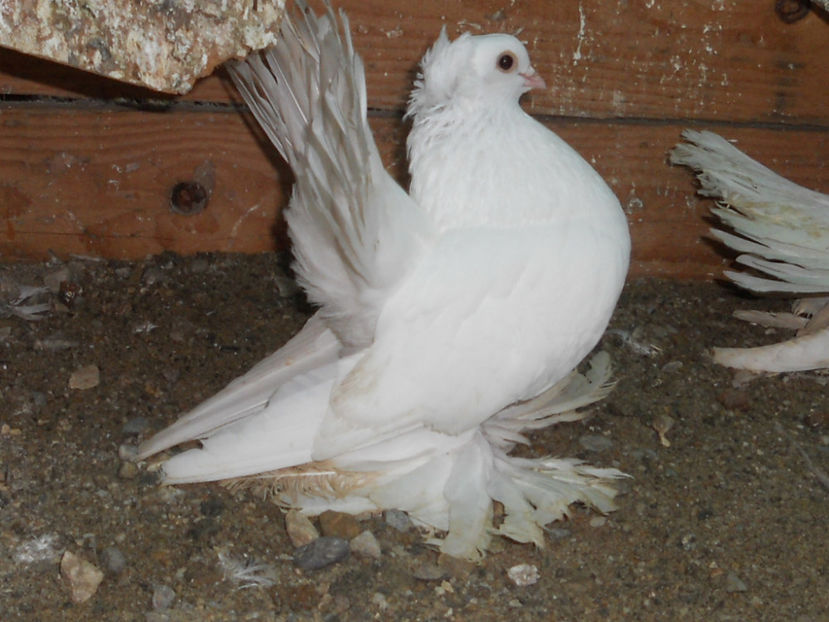 RSCN3581 - SIBERIENI 2017 DE VANZARE