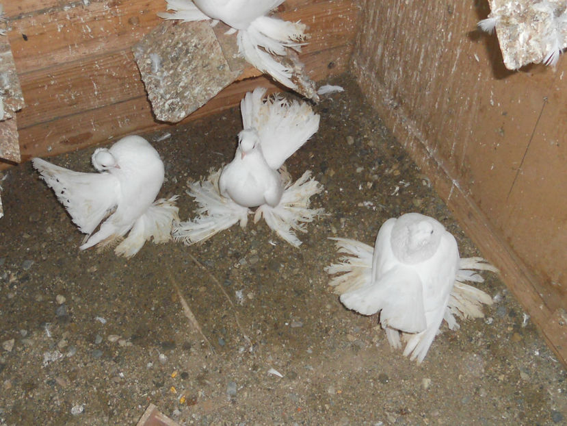 RSCN3595 - SIBERIENI 2017 DE VANZARE