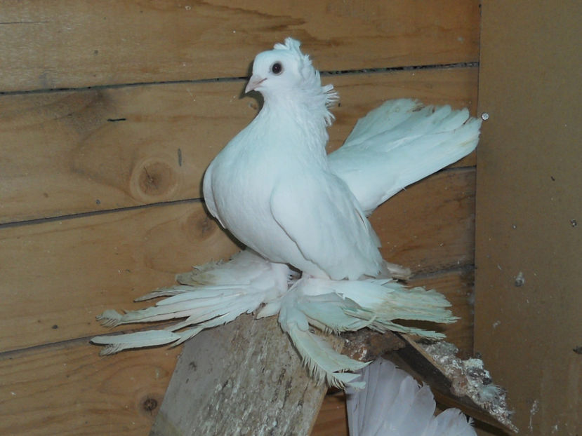 RSCN3596 - SIBERIENI 2017 DE VANZARE