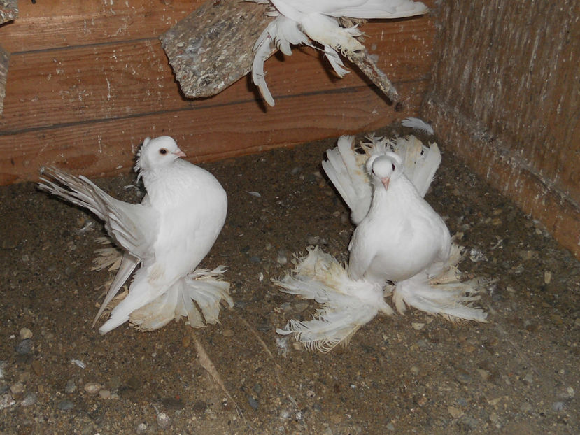 RSCN3597 - SIBERIENI 2017 DE VANZARE