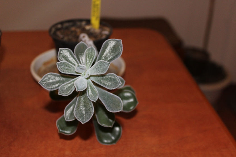 Echeveria Pulvinata Frosty - Echeveria