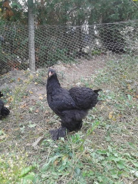  - Brahma Negru pentru 2018