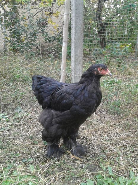  - Brahma Negru pentru 2018